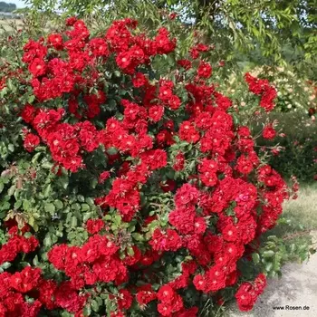 Саженец Роза "Ротер Корсар", туба, Весна 2025