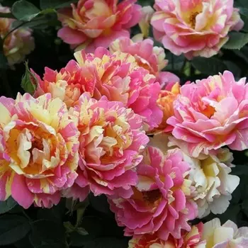 Саженец Роза "Роз де Систэрсьян", туба, Весна 2025