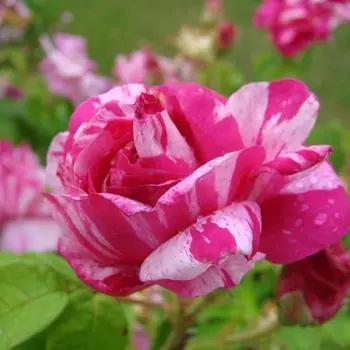 Саженец Роза "Роза Мунди", туба, Весна 2025