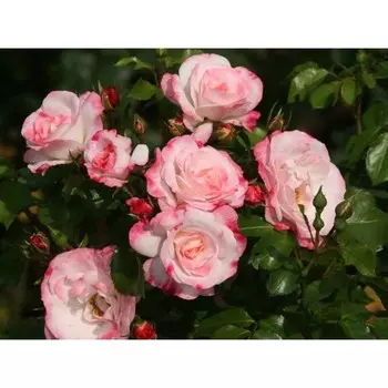 Саженец Роза Розенштадт Фрайзинг (Грандифлора), 1 шт, Весна 2024