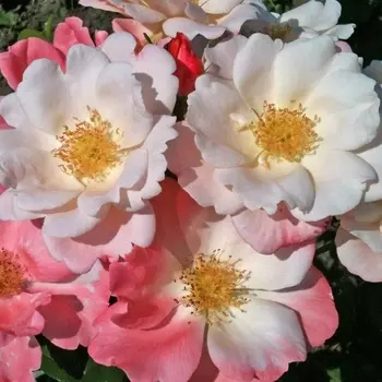 Саженец Роза "Розеромантик", туба, Весна 2025