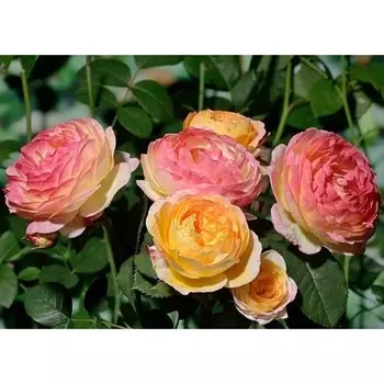 Саженец Роза Розоман Жанон (Шраб), 1 шт, Весна 2024