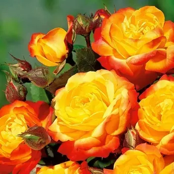 Саженец Роза "Румба", туба, Весна 2025