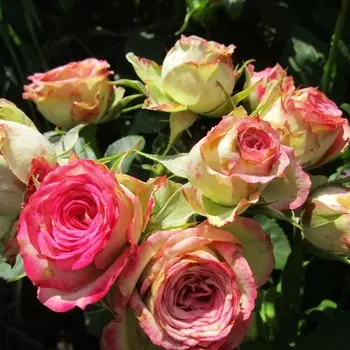 Саженец Роза "Сафина", туба, Весна 2025