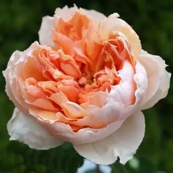 Саженец Роза Салманасар (Чайно-гибридная), 1 шт, Весна 2024