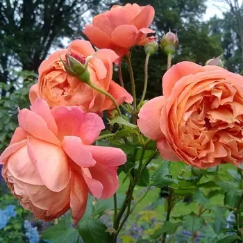 Саженец Роза "Саммер Глоу", туба, Весна 2025