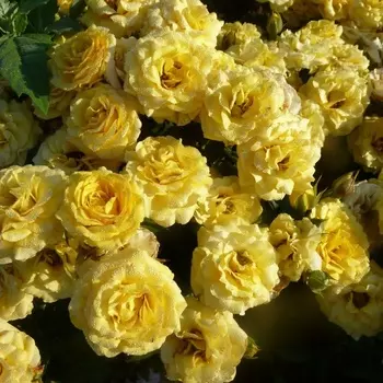 Саженец Роза "Сан сити", туба, Весна 2025