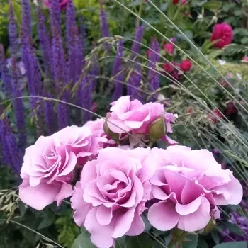 Саженец Роза "Санта Барбара", туба, Весна 2025