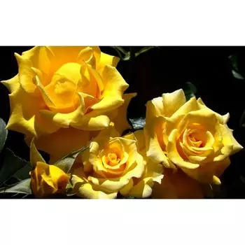 Саженец Роза Сейко (Чайно-гибридная), 1 шт, Весна 2024