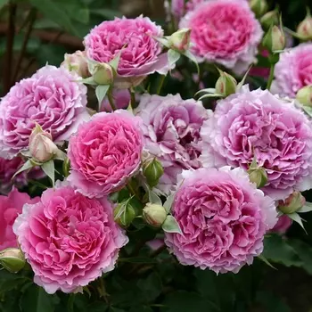 Саженец Роза "Шахерезада", туба, Весна 2025