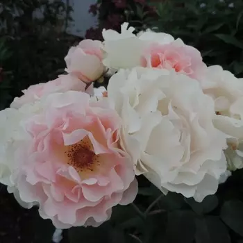 Саженец Роза "Шампань Рококо", туба, Весна 2025