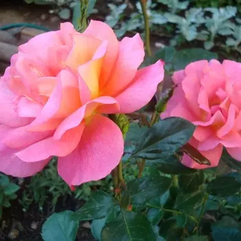 Саженец Роза "Шанти", туба, Весна 2025