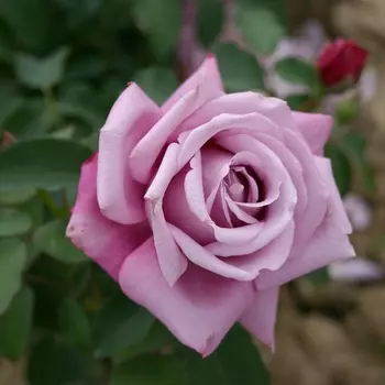 Саженец Роза "Шарль де Голль", туба, Весна 2025