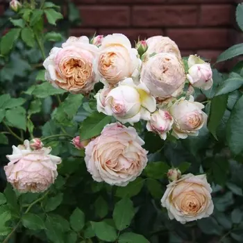 Саженец Роза "Шарль де Нерво", туба, Весна 2025