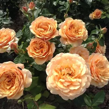 Саженец Роза "Шерлок Холмс", туба, Весна 2025