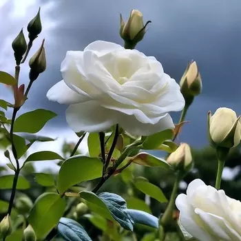 Саженец Роза "Шнеевитхен", туба, Весна 2025