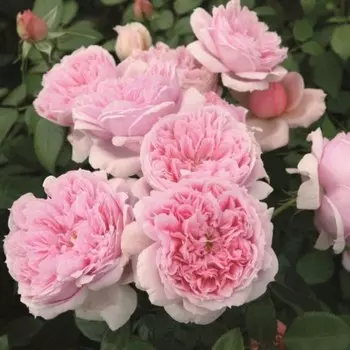 Саженец Роза Шоне Майд (Шраб), 1 шт, Весна 2024