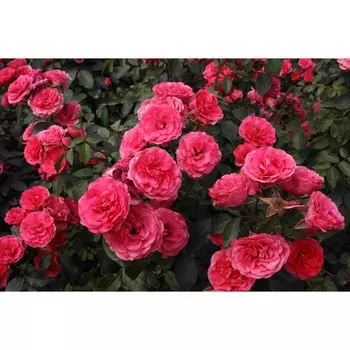 Саженец Роза Шраб (кустовая) Пина Бауш, 1 шт, Весна 2025