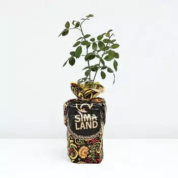 Саженец Роза Симпатия, плетистая, Горшок 2 л., Лето 2024