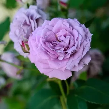 Саженец Роза "Сиреневый дождь", туба, Весна 2025