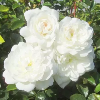 Саженец Роза Сноу Балет, шраб-роза, Горшок 2 л., Лето 2024