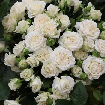 Саженец Роза "Сноу дэнс", туба, Весна 2025