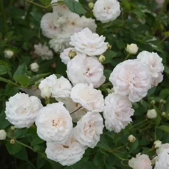 Саженец Роза "Сновит", туба, Весна 2025