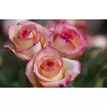 Саженец Роза Соверен (Чайно-гибридная), 1 шт, Весна 2024