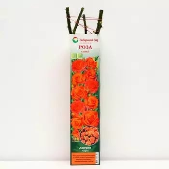 Саженец Роза Спрей "Алегрия" 1 шт, Весна 2023