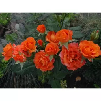 Саженец Роза спрей "Алегрия", туба, 1 шт, Весна 2025