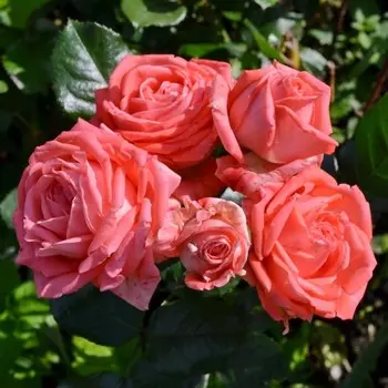 Саженец Роза спрей "Барбадос", туба, 1 шт, Весна 2025