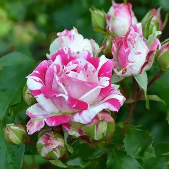 Саженец Роза спрей "Флэшинг", туба, 1 шт, Весна 2025