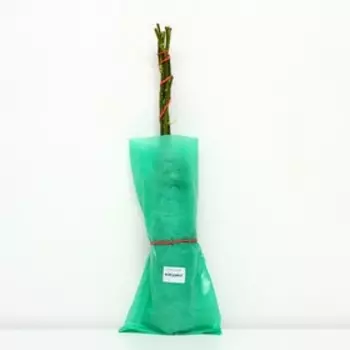 Саженец Роза Спрей "Флешинг" 1 шт, Весна 2023