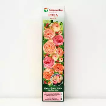 Саженец Роза Спрей "Мэнсфилд Парк" 1 шт, Весна 2023