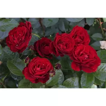 Саженец Роза спрей "Таманго", туба, 1 шт, Весна 2025