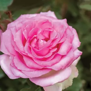 Саженец Роза "Старлайт", туба, Весна 2025