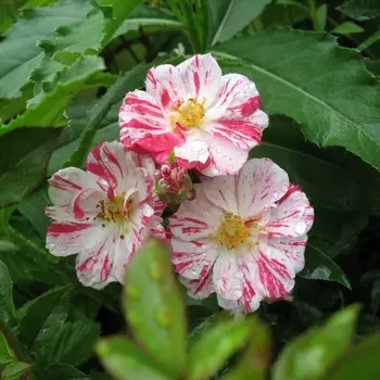 Саженец Роза "Старс энд Страйпс", туба, Весна 2025