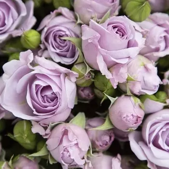 Саженец Роза "Стерлинг сенсейшн", туба, Весна 2025