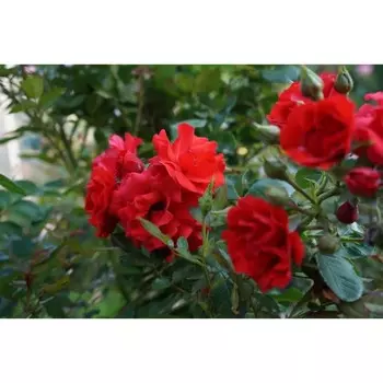 Саженец Роза Стробергзаубер (Плетистая), 1 шт, Весна 2024