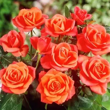 Саженец Роза Супер Стар (Чайно-гибридная), 1 шт, Весна 2024