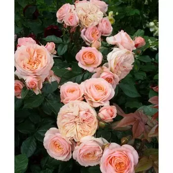 Саженец Роза Сурир дю Хавр (Чайно-гибридная), 1 шт, Весна 2024