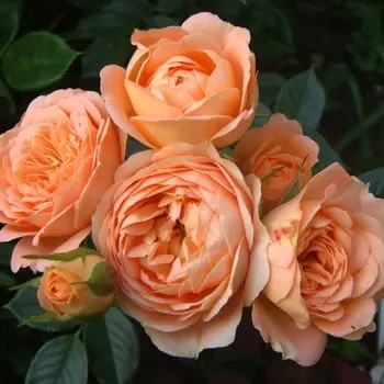 Саженец Роза "Свит дрим", туба, Весна 2025