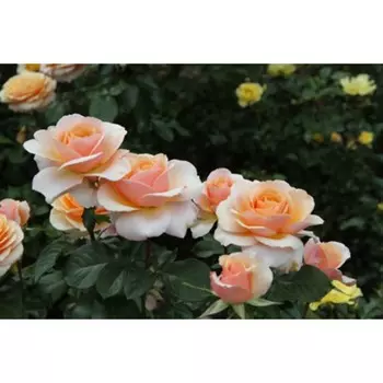 Саженец Роза Свит Леди (Чайно-гибридная), 1 шт, Весна 2024