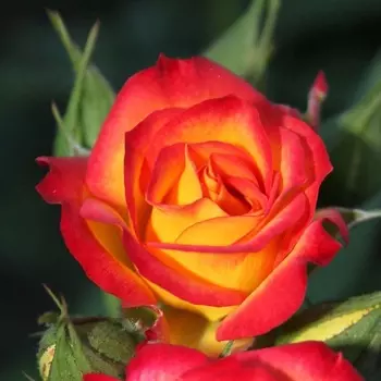 Саженец Роза "Тайфун", туба, Весна 2025