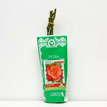 Саженец Роза "Танор Стар", "Сибирская Садовница", 1 шт, Весна 2023