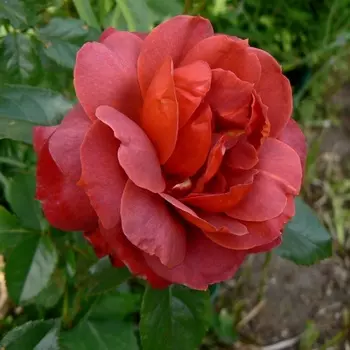 Саженец Роза "Терракота", туба, Весна 2025