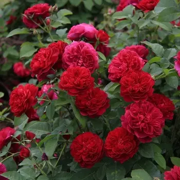 Саженец Роза "Тесс", туба, Весна 2025