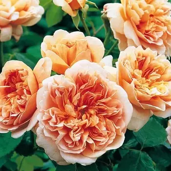 Саженец Роза "Ти Клиппер", туба, Весна 2025