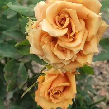 Саженец Роза "Тоффи", туба, Весна 2025