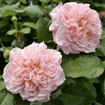 Саженец Роза Толбиак (Плетистая), 1 шт, Весна 2024